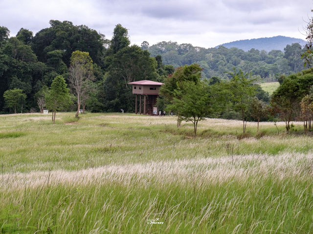 เส้นทางศึกษาธรรมชาติหนองผักชี เขาใหญ่