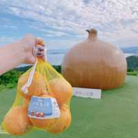 淡路島 ひたすら玉ねぎ🧅