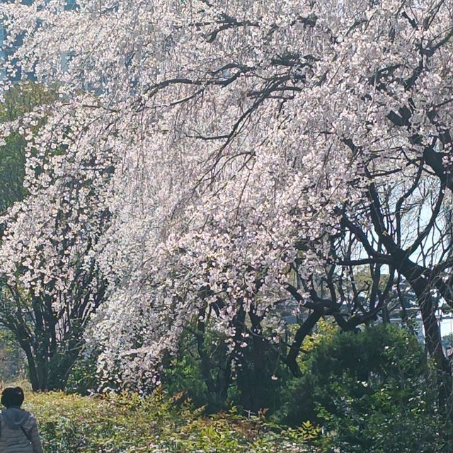 釜山賞櫻：咖啡一條街