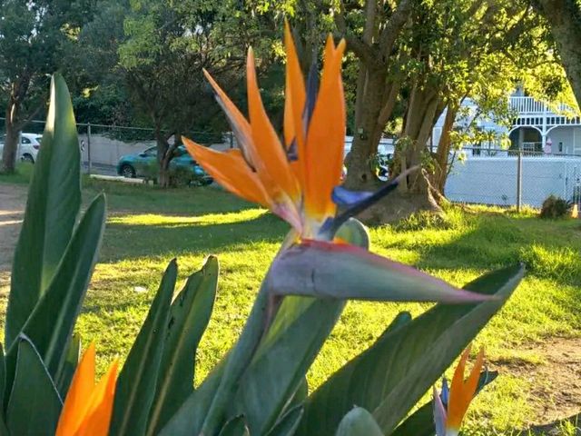 De Waal Park: Where Cape Town Comes to Play