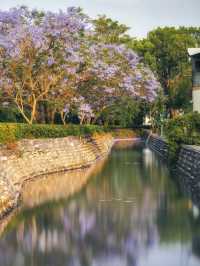 彰化縣｜埔心鄉「油車社區藍花楹公園」