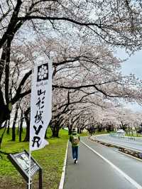 春之旅～～～～仙台賞櫻🌸
