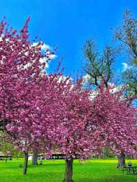 High Park – Where Nature Meets the Heart of Toronto
