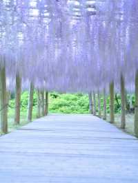【行く前にこれ見て】息をのむほど美しい藤のトンネルに酔いしれる💜✨※観光攻略情報付き