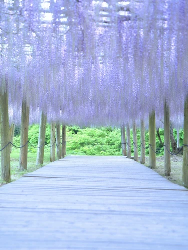 Read this before you go] Be enchanted by the breathtakingly beautiful  wisteria tunnel  *Includes tourist tips | Trip.com Kitakyushu City