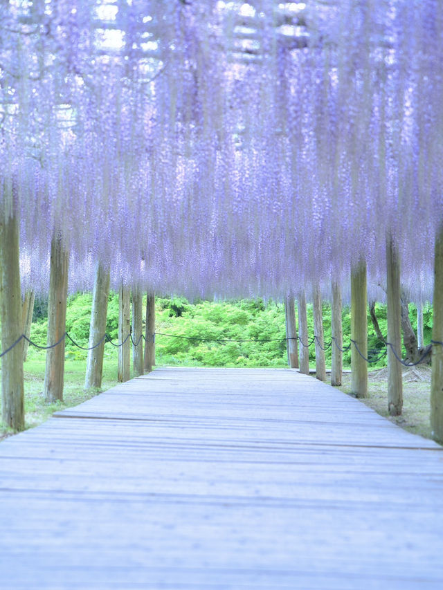 【行く前にこれ見て】息をのむほど美しい藤のトンネルに酔いしれる💜✨※観光攻略情報付き