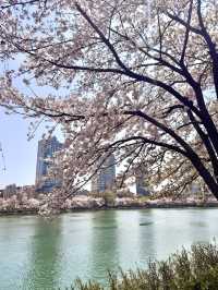 Seoul’s Secret Spring Kingdom – Castle & Blossoms