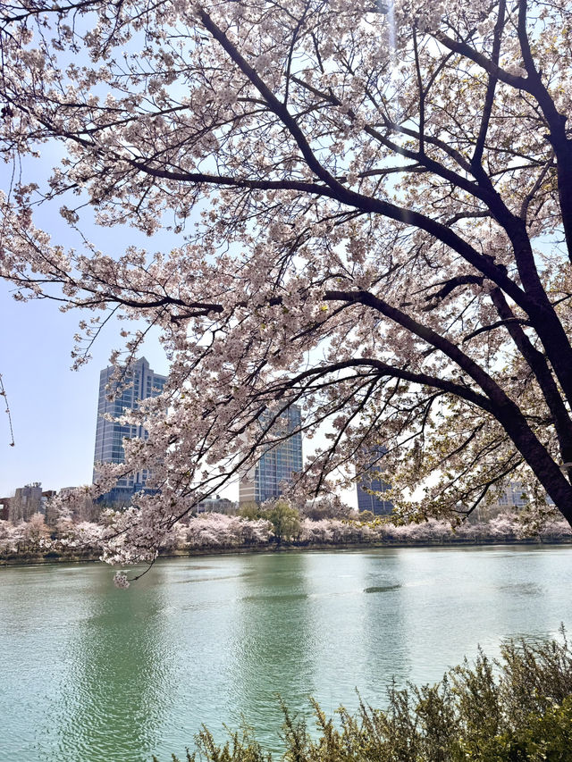 Seoul’s Secret Spring Kingdom – Castle & Blossoms