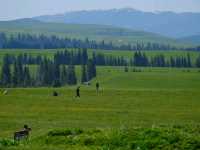 Altay Awakens: Nature’s Masterpiece at the Edge of Civilization