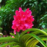 【🇸🇬Singapore】Nature Date at the National Orchid Garden – for Free! 🌸✨