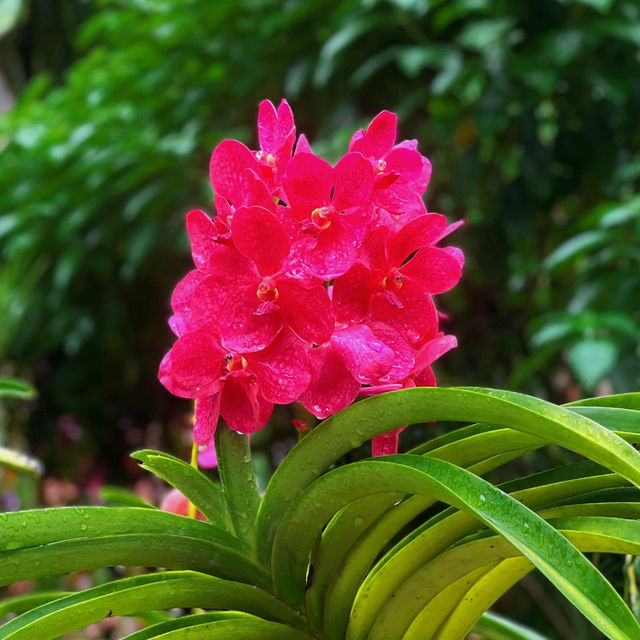 【🇸🇬Singapore】Nature Date at the National Orchid Garden – for Free! 🌸✨
