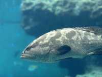 【美ら海水族館｜海の神秘に包まれる沖縄の人気スポット】 世界に誇る！ジンベエザメとマンタが泳ぐ大水槽に感動