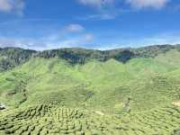 馬來西亞🇲🇾一盞茶一段風景 金馬倫茶園Cameron Valley Tea的晨時風光