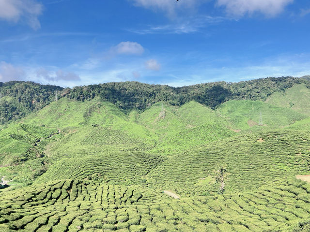 馬來西亞🇲🇾一盞茶一段風景 金馬倫茶園Cameron Valley Tea的晨時風光
