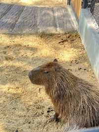 #曼谷 #北碧動物園 # 開心之旅 #帶住肥寶去旅行