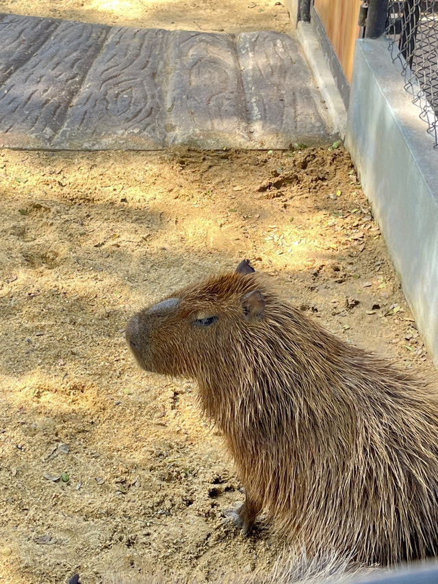 #曼谷 #北碧動物園 # 開心之旅 #帶住肥寶去旅行
