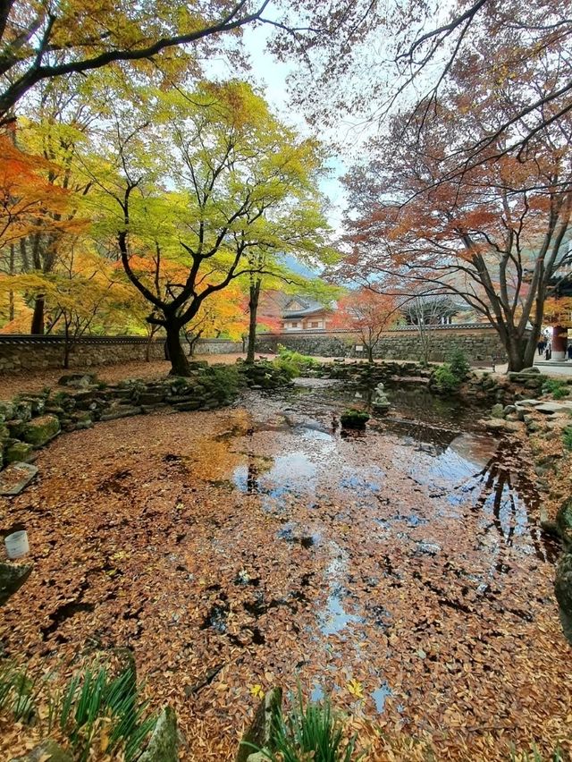 Leaf It to Naejangsan