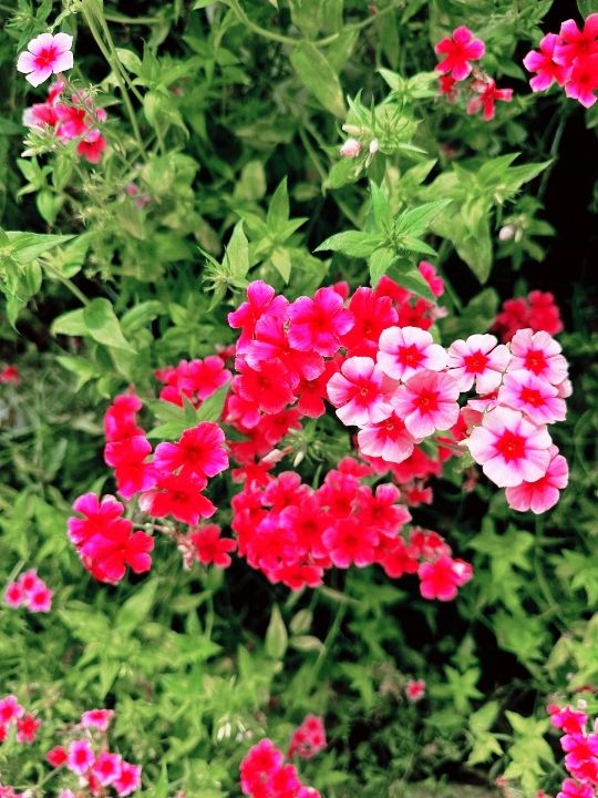A Garden Above the Clouds: Cameron Highland Flora Park