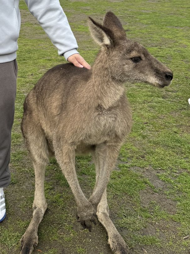 🐨 澳洲維多利亞州的一個受歡迎的私人家族經營動物園🦙🫏🦘🐕