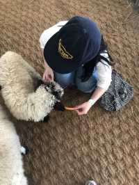 제주에서 알파카를 이렇게 가까이서? 🐑 도치돌 알파카 목장 가봤어?