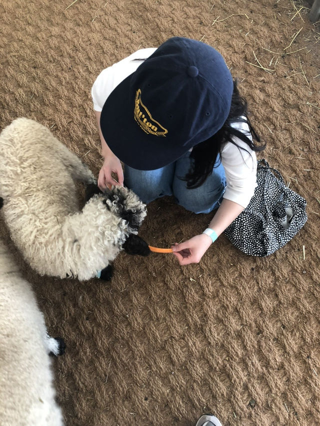 제주에서 알파카를 이렇게 가까이서? 🐑 도치돌 알파카 목장 가봤어?