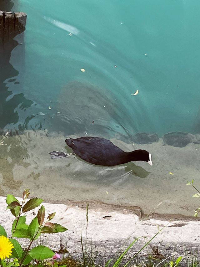 A Boat Trip to Remember on Lake Brienz Quay