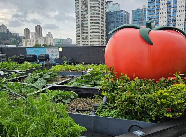 新都會廣場Metro Green必玩：有機蔬菜收割團