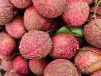 Vibrant food scene in Cambodia 