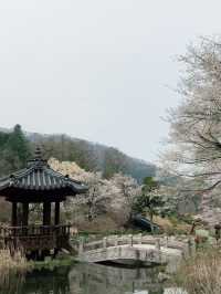 꽃길만 걷자 아침고요수목원에서🌲