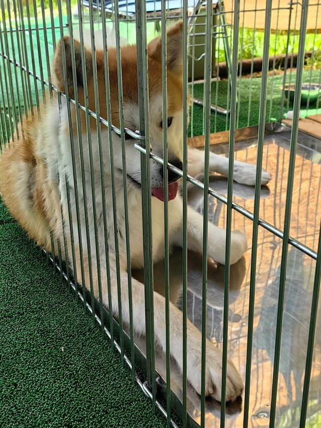 秋田免費景點～千秋公園