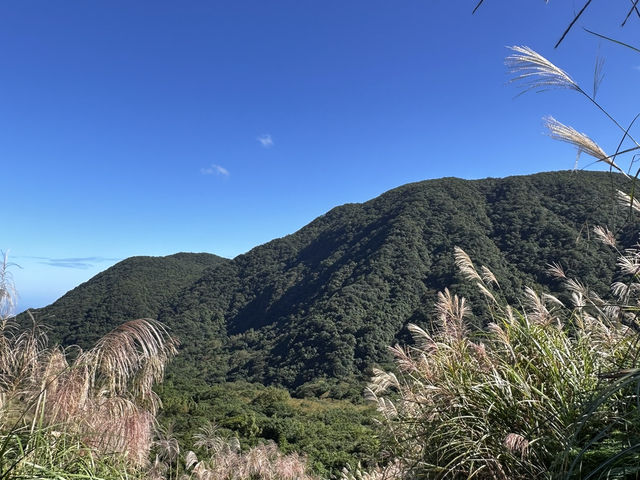 秋芒。金包里大道（魚路古道）
