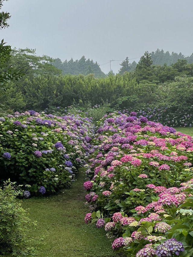 제주도 수국 명소, 카멜리아 힐