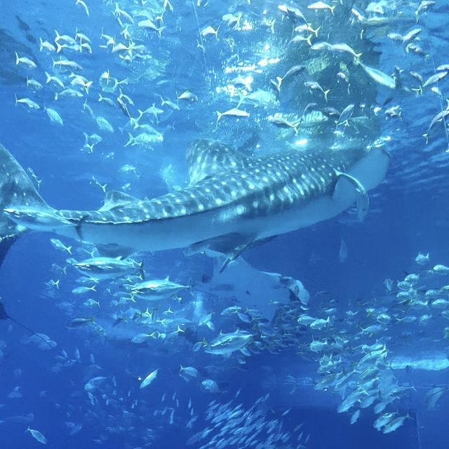 沖繩美麗海水族館：潛入世界最大水槽『黑潮之海』的夢幻藍！」  