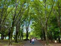 Tokyo Trip: Spend Half a Day "Wasting" Time at Yoyogi Park! 🌳☕