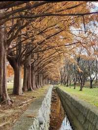【緑のトンネルに癒される🌿石垣池公園のメタセコイア並木】