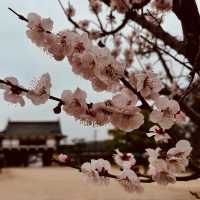 🏯 Hiroshima Castle Summer Survival Guide