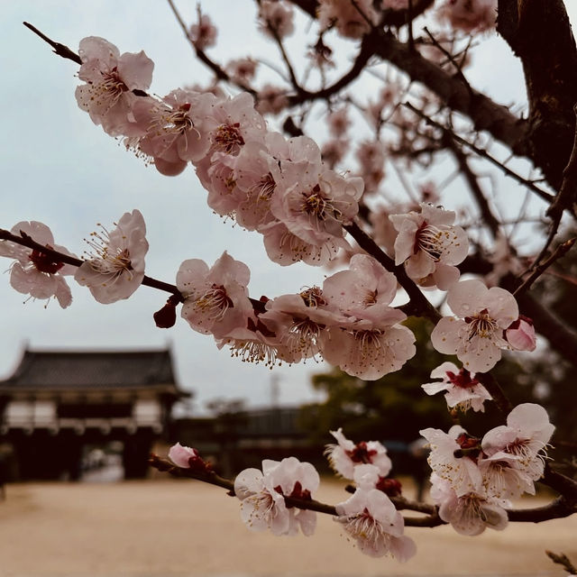 🏯 Hiroshima Castle Summer Survival Guide