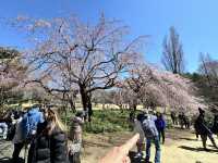 🌸城市中的綠色奇蹟！《新宿御苑》四季皆美的東京祕密花園，賞櫻、避暑、療癒心靈一次到位🍁🌿 