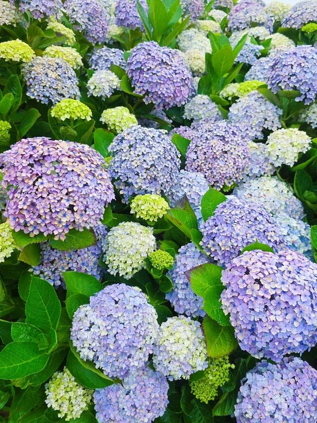 濟州城山日出峰⛰️繡球花盛開💙💜