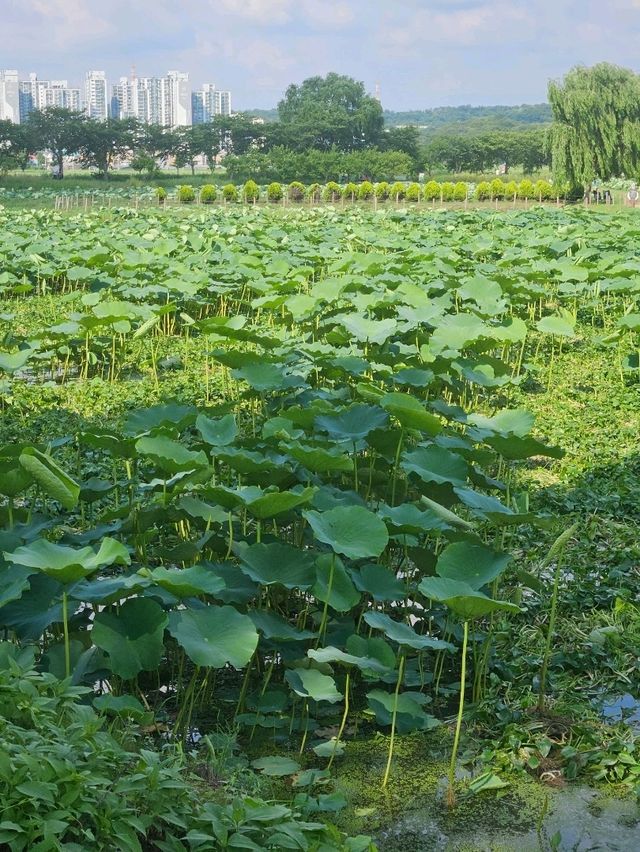 서울 근교, 연꽃 가득한 푸른 풍경을 만나보세요🌳🪷