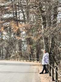 ลานสกี ใกล้ Tokyo ที่ Karuizawa