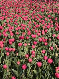 Daning Tulip Park