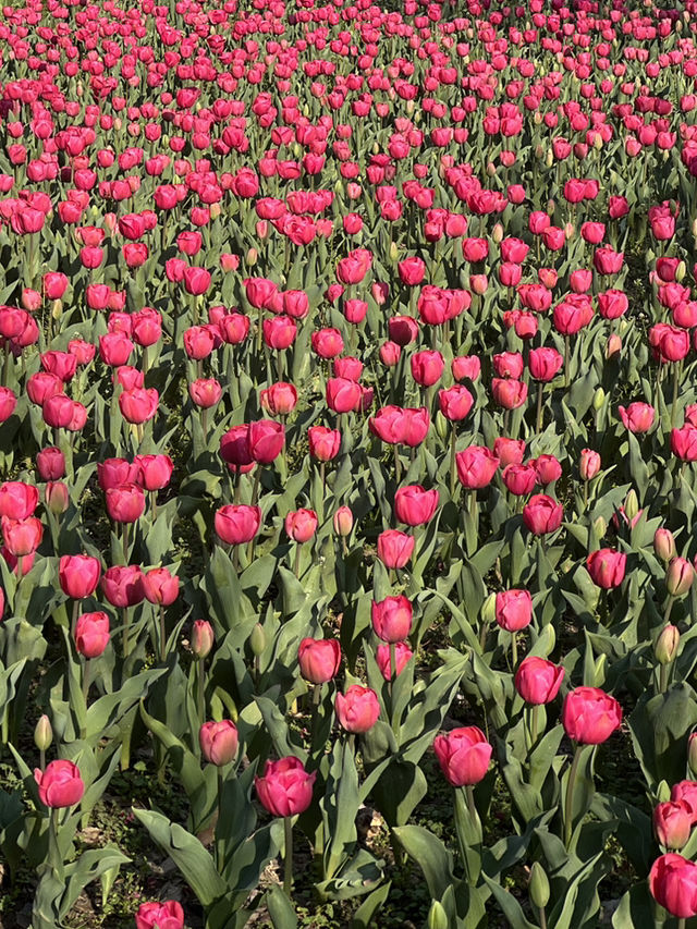 Daning Tulip Park