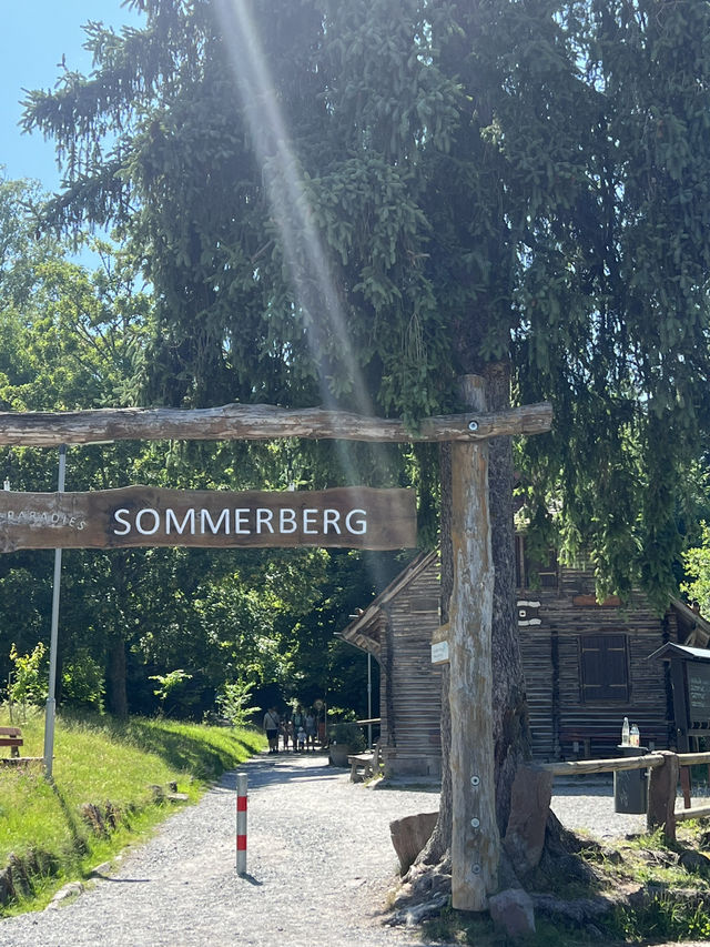 🌲Black Forest Tree Top Walk 🇩🇪