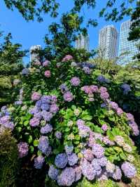 東京 | 浜離宮恩賜庭園，遠眺東京灣賞花