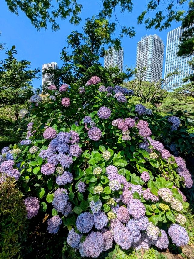 東京 | 浜離宮恩賜庭園，遠眺東京灣賞花