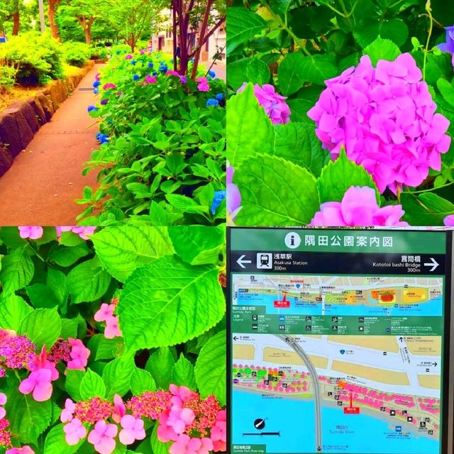 隅田公園 