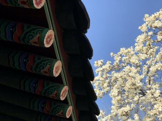 Spring around Suwon Hwaseong Fortress