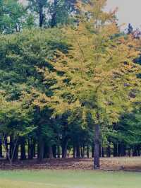 Early autumn on Nami Island