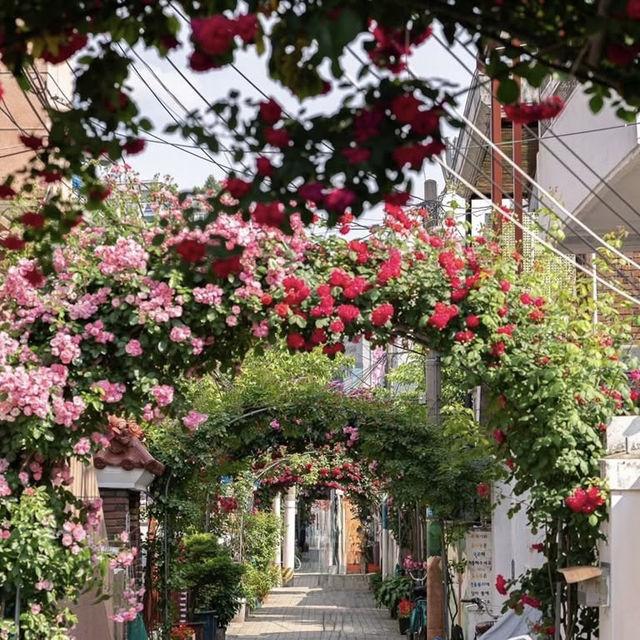 Secret Blooms in Cheonho-dong: Seoul’s Hidden Floral Alley Revealed!** 🌸📸